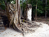 Calakmul Cabins, stelae and tree Calakmul, Calakmul Biosphere Reserve, Conhuas, Campeche