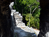 La selva en Calakmul, Cabañas Calakmul, Reserva Biósfera Calakmul, Conhuas, Campeche