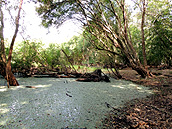Aguada en Calakmul, Cabañas Calakmul, Reserva Biósfera Calakmul, Conhuas, Campeche