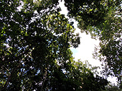 Calakmul Cabins, jungle Balamku, Calakmul Biosphere Reserve, Conhuas, Campeche