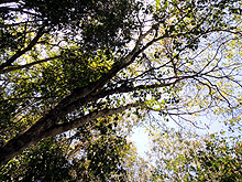 Cabañas Calakmul, Reserva Biósfera Calakmul, Conhuas, Campeche