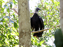 Cabañas Calakmul, Reserva Biósfera Calakmul, Conhuas, Campeche