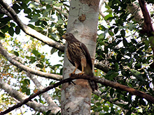 Calakmul Cabins, Calakmul Biosphere Reserve, Conhuas, Campeche