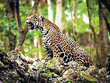 Calakmul Cabins, Calakmul Biosphere Reserve, Conhuas, Campeche