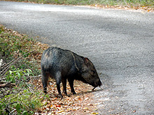 Calakmul Cabins, Calakmul Biosphere Reserve, Conhuas, Campeche