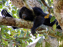 Calakmul Cabins, Calakmul Biosphere Reserve, Conhuas, Campeche